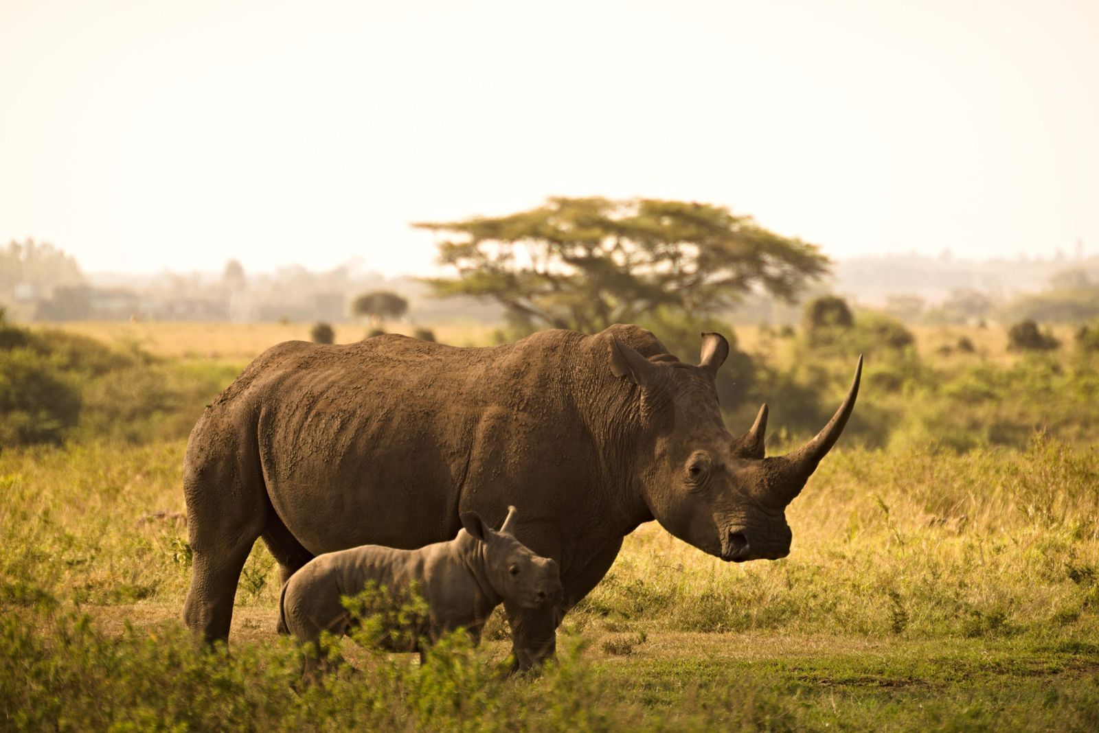 A white rhino and her calf in grassland
