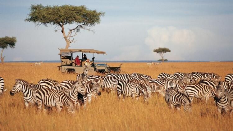 A game drive vehicle among zebra on the savannah
